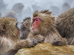 Ternyata, Pola Pikir Monyet-Manusia Lebih Mirip dari Perkiraan Sebelumnya