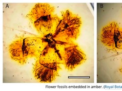 Asal-usul Munculnya Tanaman Berbunga di Bumi