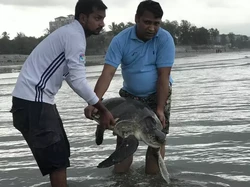 Puluhan Penyu Mati Usai Terjerat Limbah Plastik, 160 Ekor Selamat