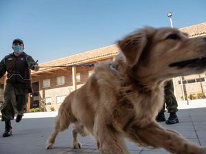 Polisi Chile Latih Anjing untuk Deteksi Orang yang Terinfeksi Corona