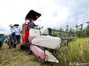 Panen 55.975 Ton Bulan Ini, Banyuwangi Surplus Beras di Masa Pandemi