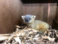 Ada Musang Bule di Jakarta Aquarium