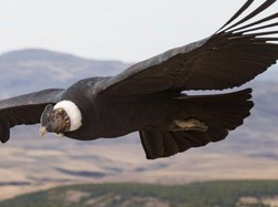 Hebatnya Burung Condor, Terbang 172 Km Tanpa Kepakan Sayap