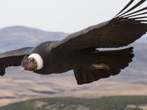 Hebatnya Burung Condor, Terbang 172 Km Tanpa Kepakan Sayap Hebatnya Burung Condor, Terbang 172 Km Tanpa Kepakan Sayap