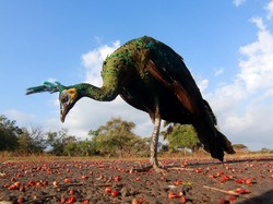 Bunbin Bandung Punya Keluarga Baru, Dua Ekor Merak Hijau