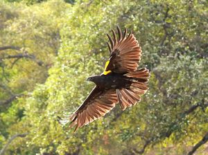 Merak Hijau hingga Elang Laut Dilepasliarkan di Baluran