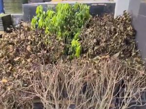 Dituding Rusak Kebun Teh, 12 Petani di Sukabumi Dipolisikan Dituding Rusak Kebun Teh, 12 Petani di Sukabumi Dipolisikan