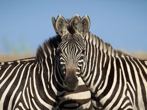 Viral Ilusi Optik Bikin Netizen Bingung, Zebra Mana yang Nengok ke Depan? Viral Ilusi Optik Bikin Netizen Bingung, Zebra Mana yang Nengok ke Depan?