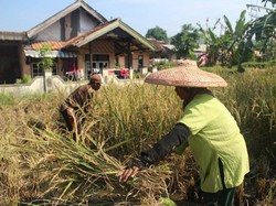 Hebat! Anak Muda Lulusan UGM Ini Pilih Jadi Petani, Ini Kisahnya