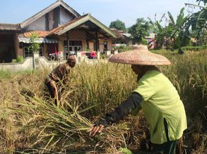 Hebat! Anak Muda Lulusan UGM Ini Pilih Jadi Petani, Ini Kisahnya Hebat! Anak Muda Lulusan UGM Ini Pilih Jadi Petani, Ini Kisahnya