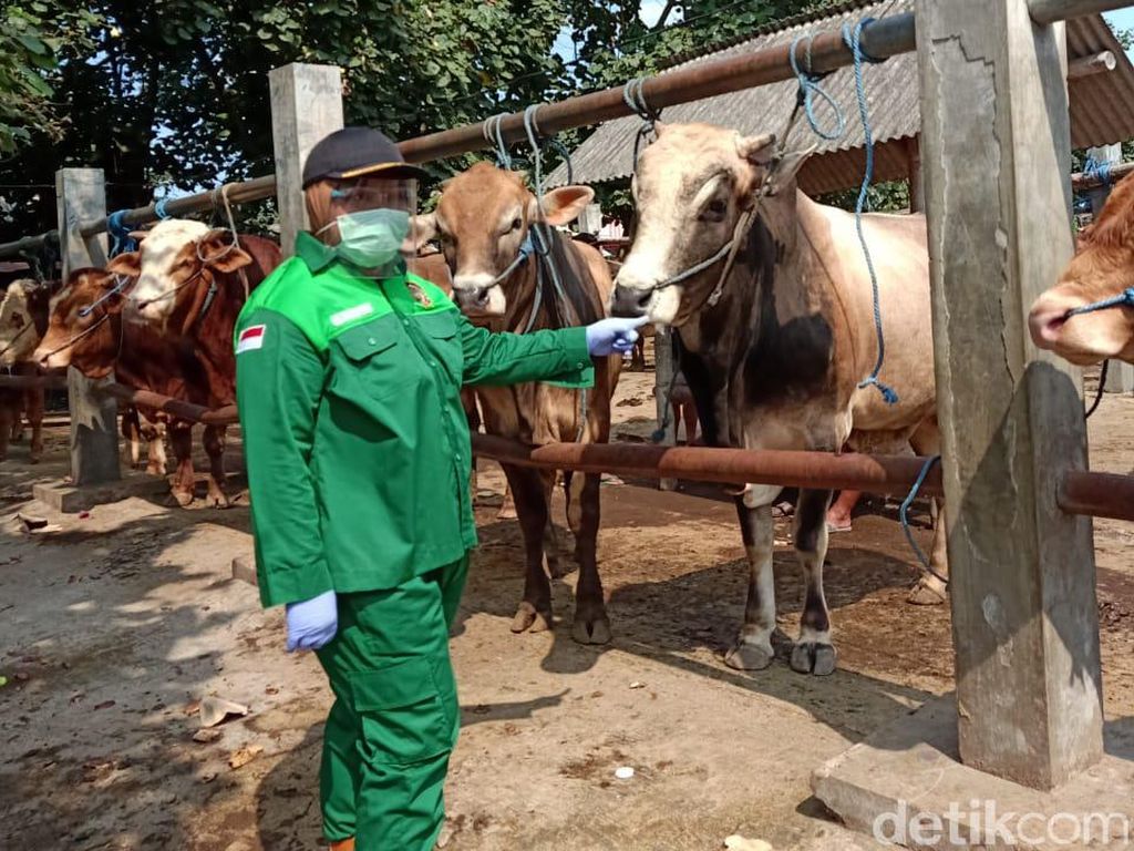 Berkah Hewan Kurban Bagi Pengepul Kulit Hewan Berkah Hewan Kurban Bagi Pengepul Kulit Hewan