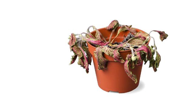 Dead plant in a pot. Fittonia. On white background isolated