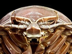 LIPI Temukan Hewan Mirip Kecoak Berukuran Raksasa di Selat Sunda