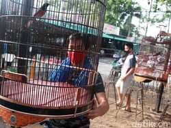 Kicau Mania Pati, Burung Harus Dibawa Saat Mudik!