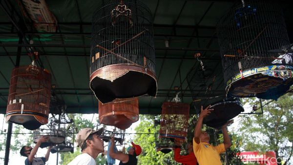 Kicau Mania, Pakai Maskernya Dong