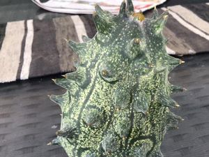 Penuh Duri, Buah Misterius Ini Jadi Perdebatan Netizen Penuh Duri, Buah Misterius Ini Jadi Perdebatan Netizen