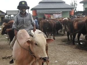 Dampak Pandemi, Permintaan Sapi Kurban di Banjarnegara Turun