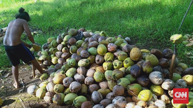 Warga yang selama ini hidup dengan sumber perkebunan seperti kelapa.