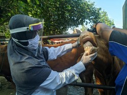Dinas Peternakan Ponorogo Temukan Penyakit Cacing Mata di Hewan Kurban