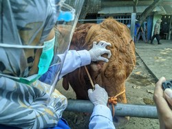Puluhan Sapi di Pasuruan Terserang LSD Jelang Idul Adha, Terbanyak di Gempol