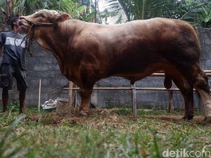 Sapi 1,3 Ton di Banjarnegara Ini Dibanderol Rp 90 Juta, Minat? Sapi 1,3 Ton di Banjarnegara Ini Dibanderol Rp 90 Juta, Minat?