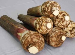 5 Fakta Talas Pratama, Talas Indonesia yang Bobotnya 8 Kilogram