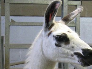 Koktail Antibodi dari Llama Jadi Prospek Terapi untuk COVID-19