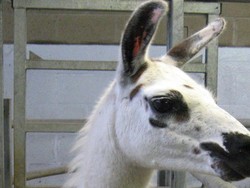 Koktail Antibodi dari Llama Jadi Prospek Terapi untuk COVID-19