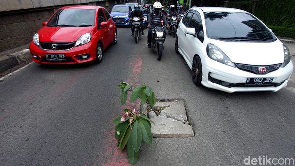 Waduh, Kok Ada Tanaman di Tengah Jalan Jakarta