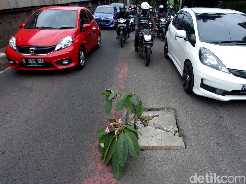 Waduh, Kok Ada Tanaman di Tengah Jalan Jakarta Waduh, Kok Ada Tanaman di Tengah Jalan Jakarta