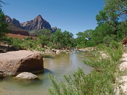 Sungai di AS Tercemar Bakteri, Sebabkan Anjing Mati