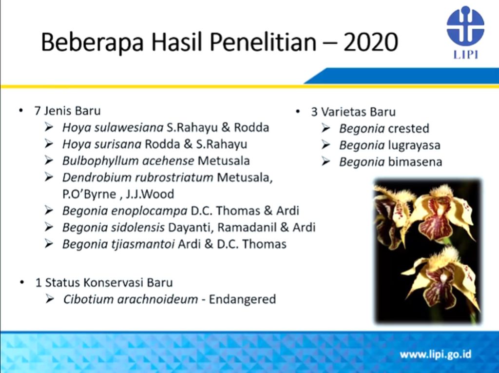 Corona Tak Halangi Peneliti LIPI Temukan Jenis Tumbuhan Baru Corona Tak Halangi Peneliti LIPI Temukan Jenis Tumbuhan Baru