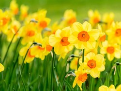 Bunga Daffodil, Filosofi dan Manfaat di Balik Bunga yang Cantik Tapi Beracun