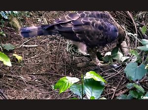 Taman Nasional Gunung Halimun Salak Sering Melepasliarkan Elang