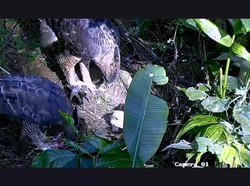 Menteri Siti Nurbaya Beri Nama Elang Jawa yang Baru Menetas Parawa