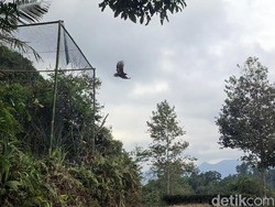 Raja, Elang Ular Bido Akhirnya Bebas Kepakkan Sayap di Gunung Halimun Salak