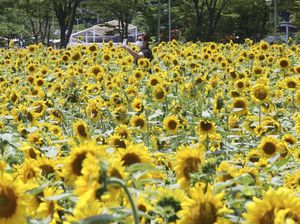 Hamparan Keindahan Bunga Matahari di Korsel