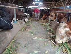 Daging Kurban Jokowi di Lebong Bengkulu Akan Diberikan ke 600 KK