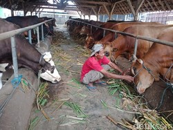 Dampak COVID-19, Harga Sapi Kurban di Jombang Naik Tapi Penjualan Anjlok