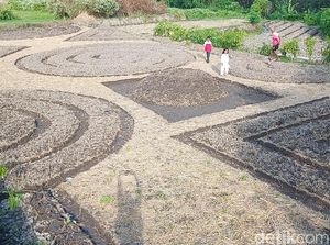 Cuma di Klaten Ada Kebun Sayur Bermotif Batik