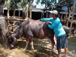 Jurus Pedagang di Kudus Jaga Stamina Hewan Kurban: Jamu hingga Pijat