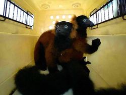 Kabar Baik, Lemur Leher Merah yang Langka Lahir di Singapura