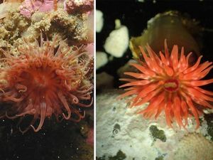 Potret Perairan Patagonia Chile yang Simpan Surga Biota Laut Baru