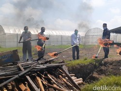 Mengandung Bakteri A1, 1,5 Ton Benih Sawi Putih dari Korsel Dimusnahkan