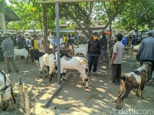 Pedagang Hewan Kurban di Ponorogo Menjerit, Penjualan Turun hingga 70 Persen