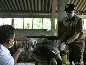 Pandemi Corona, Stok Hewan Kurban di Kendal Turun 50 Persen