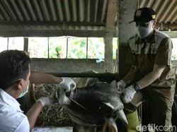 Pandemi Corona, Stok Hewan Kurban di Kendal Turun 50 Persen