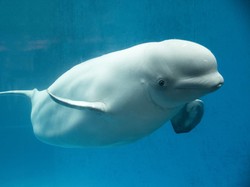 Paus Beluga Mata-mata Rusia Terlihat di Swedia