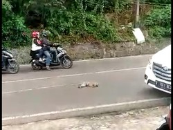 Seekor Monyet Ekor Panjang Mati Ditabrak Motor Saat Nyebrang di Lembang