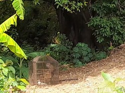 Monyet Liar Teror dan Serang Warga di Brebes, 3 Balita Terluka